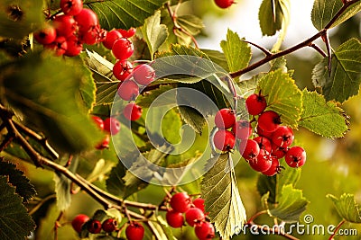 Autumnn berries Stock Photo